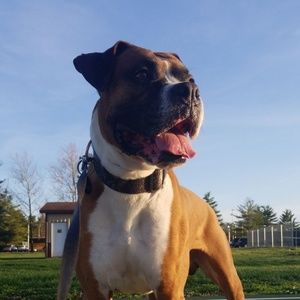 Meet your Posher, Ivy